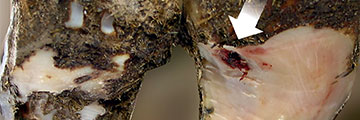 Common conditions causing lameness