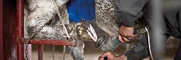 Treating and managing lameness