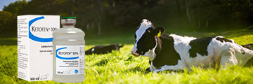 Ketofen for lame cows