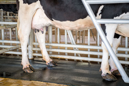 Cows like walking on rubber mats