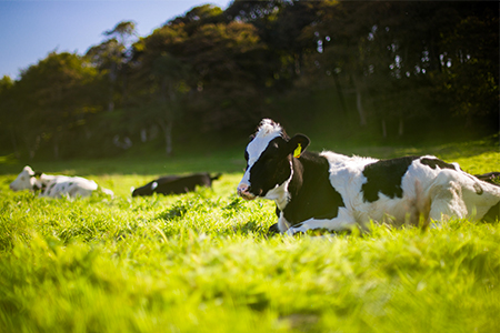 Cow laying down