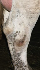 Digital Dermatitis